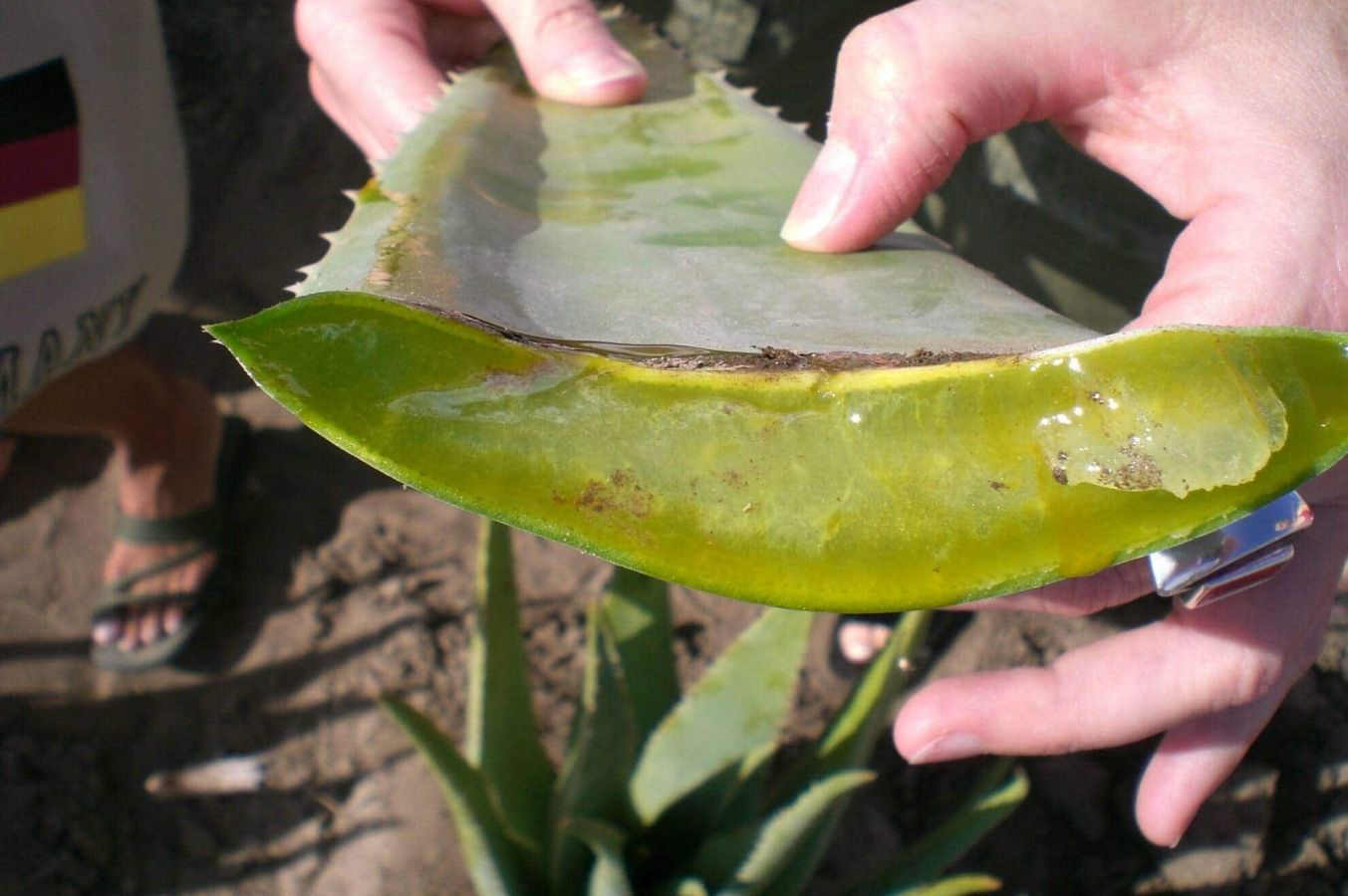 Die Kraft der Aloe Vera