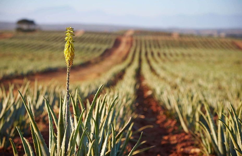 Ueber uns - Kraft der Aloe in Augsburg - Ulrich Abele