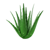 Kraft der Aloe